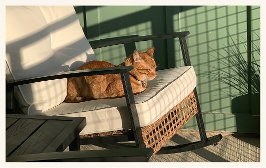 Chat au soleil